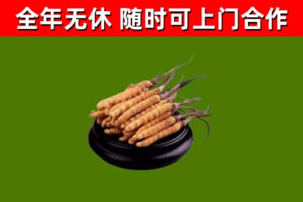 阜新市回收散虫草